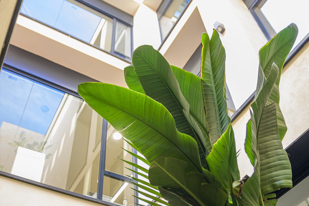 jardin-exterior-plantas